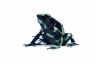 Dendrobates auratus, Palmar Norte