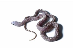 Phantherophis guttatus, scaleless hypo