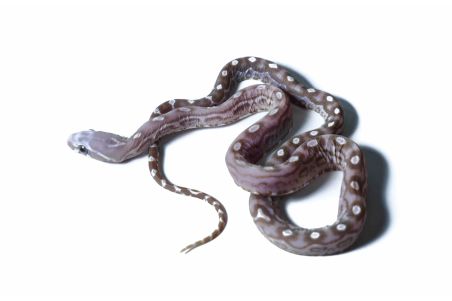 Phantherophis guttatus, scaleless hypo