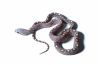 Phantherophis guttatus, scaleless hypo