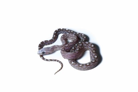 Phantherophis guttatus, scaleless hypo