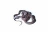 Phantherophis guttatus, scaleless hypo