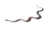 Pantherophis guttatus, ghost motley bloodred