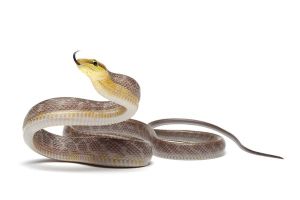 Gonyosoma oxycephala, chamoisée