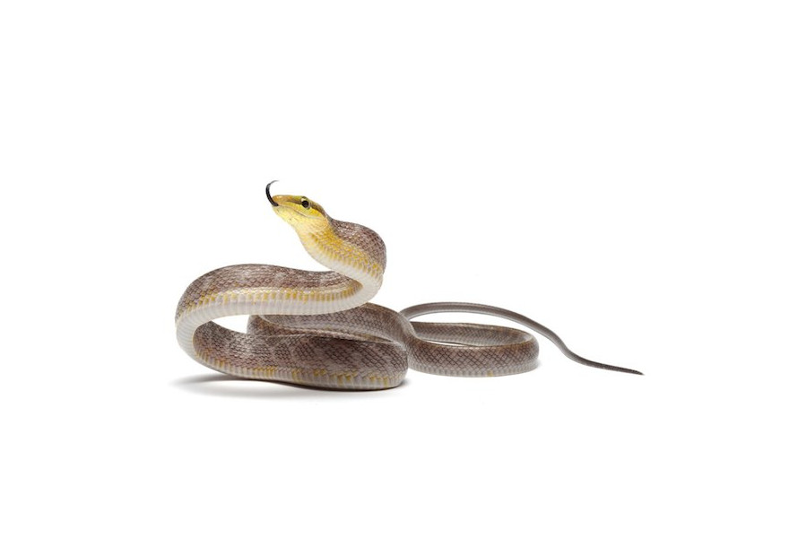 Gonyosoma oxycephala, chamoisée