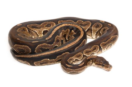 Python regius, black pastel, adulte