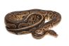 Python regius, black pastel, adulte