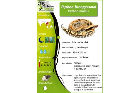 Python brongersmai, matrix