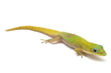 Phelsuma l. laticauda, NC