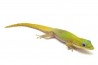 Phelsuma l. laticauda, NC