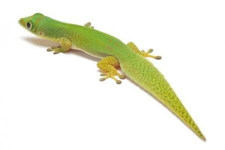 Phelsuma l. laticauda, NC
