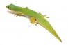 Phelsuma l. laticauda, NC