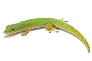 Phelsuma l. laticauda, NC