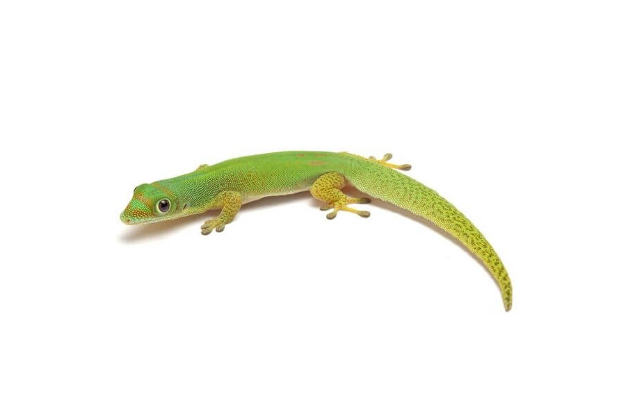 Phelsuma l. laticauda, NC