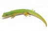 Phelsuma l. laticauda, NC