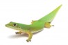 Phelsuma l. laticauda, NC
