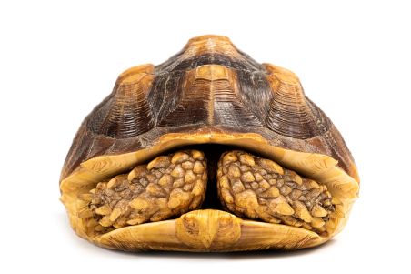 Centrochelys (Geochelone) sulcata, 30 cm