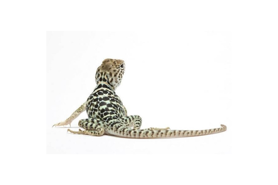 Crotaphytus collaris collaris Crotaphytus collaris collaris