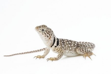 Crotaphytus collaris collaris