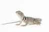 Crotaphytus collaris collaris