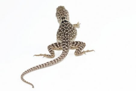 Crotaphytus collaris collaris