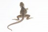 Crotaphytus collaris collaris