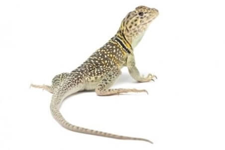 Crotaphytus collaris collaris