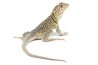 Crotaphytus collaris collaris