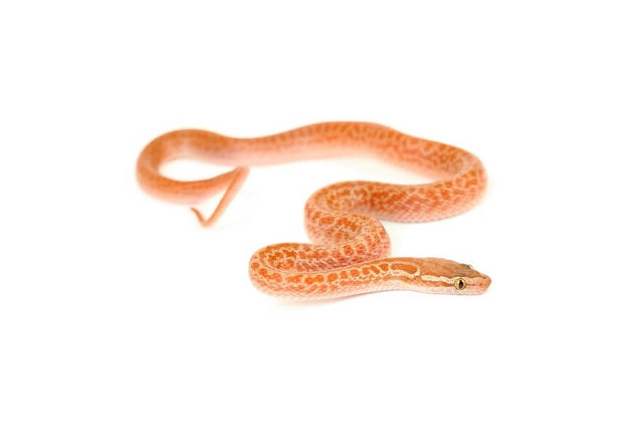 Boaedon (Lamprophis) fuliginosus, hypomélanistique