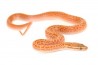 Boaedon (Lamprophis) fuliginosus, hypomélanistique