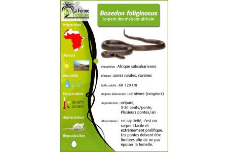 Boaedon (Lamprophis) fuliginosus, hypomélanistique