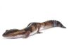 Hemitheconyx caudicinctus, bébé, stripe