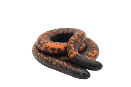 Calabaria reinhardtii