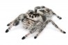 Phidippus regius, juvénile