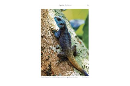 A Field Guide to the Reptiles and Amphibians of Kenya