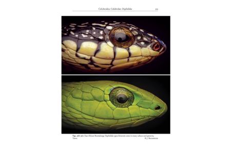 A Field Guide to the Reptiles and Amphibians of Kenya