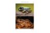 A Field Guide to the Reptiles and Amphibians of Kenya