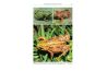 A Field Guide to the Reptiles and Amphibians of Kenya