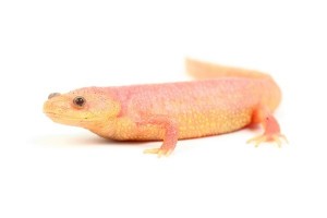 Pleurodeles waltl, leucistique, adulte