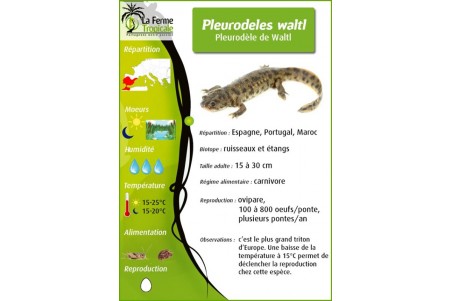 Pleurodeles waltl, leucistique, adulte