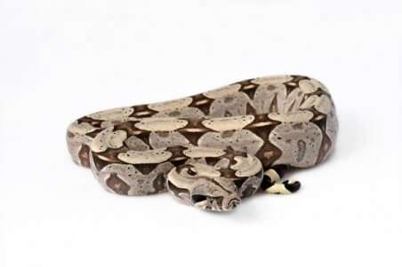 Boa c. constrictor, Surinam