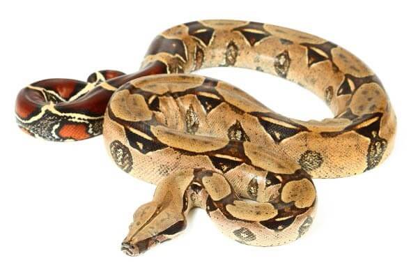 Boa c. constrictor, Surinam Boa c. constrictor, Surinam