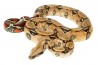 Boa c. constrictor, Surinam