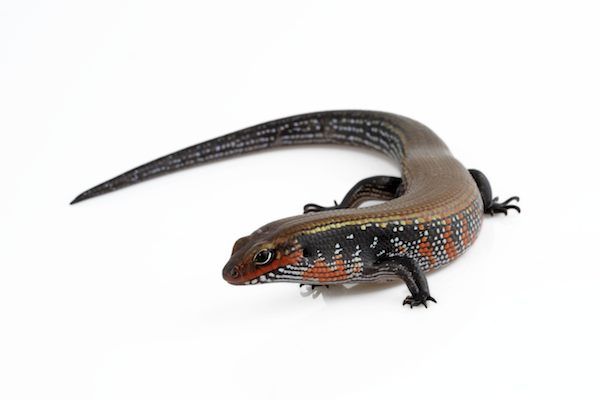 Mochlus (Riopa) fernandi, juvénile N.C