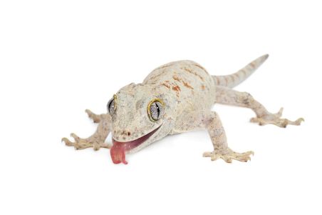 Rhacodactylus auriculatus, femelle adulte