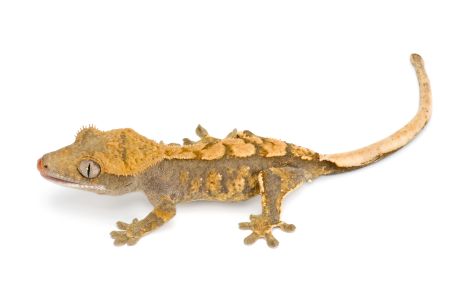 Correlophus (Rhacodactylus) ciliatus, juvénile phasé