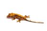 Correlophus (Rhacodactylus) ciliatus, juvénile phasé