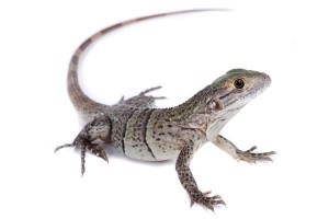 Ctenosaura similis