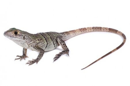Ctenosaura similis