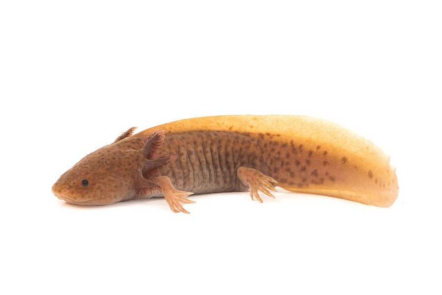 Ambystoma mexicanum (axolotl), copper, 14-16 cm Ambystoma mexicanum (axolotl), copper, 14-16 cm